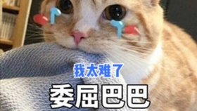 今晚澳门三肖兔羊蛇;实用释义解释落实